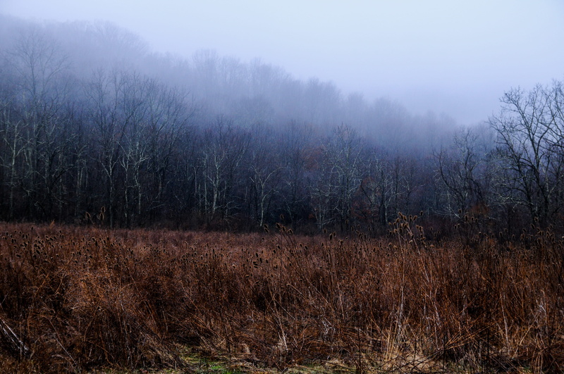 non-urban scene, mood, trees, tranquility, hills, united states, nature, beauty in nature, forest, plant, environment, day, tranquil scene, moody, cold temperature