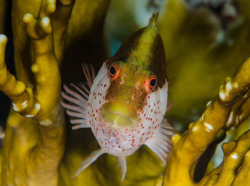 animal themes, white, animals in captivity, Closeup, Animals, animal, animal wildlife, Fish, swimming, close-up, nature, animals in the wild, indoors, transparent
