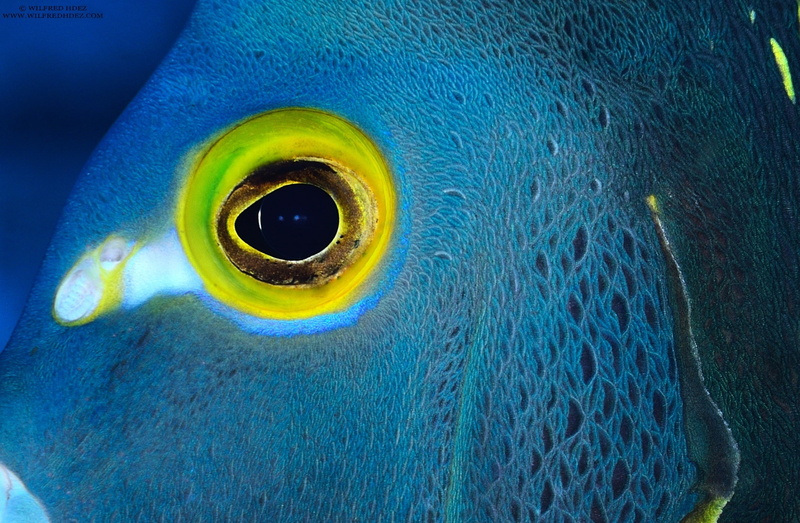 vertebrate, extreme close-up, Closeup, animal eye, body part, eyes, animal body part, Macro, one animal, scuba diving, yellow, animals in the wild, animal