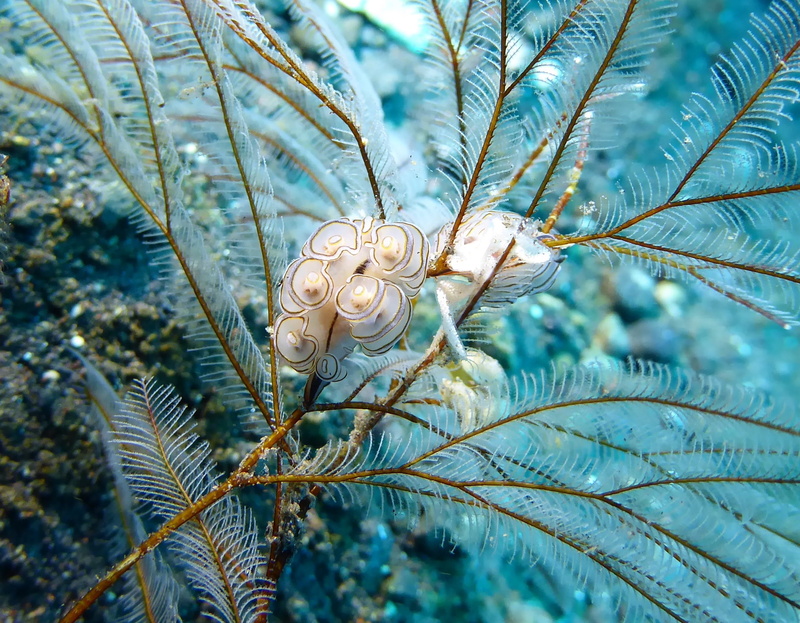 scuba, coniferous tree, tulamben, 1080P, water, nudibranch, pine tree, petaled, beauty in nature, plant, nudi, palm leaf, one animal, bali, indonesia