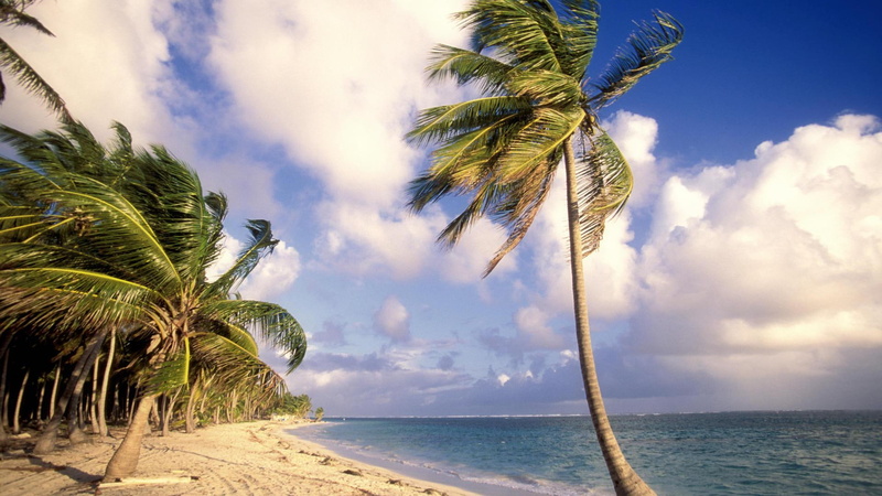 1080P, illustration, punta, seashore, caribe, nature, republic, tree, coconut, punta cana, cana, beach, dominican, nature and landscapes