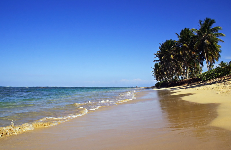 tropics, water, palm tree, plant, Beach, tranquil scene, sun, beauty in nature, tropical climate, sea, idleness, dominican republic, holiday, palm trees