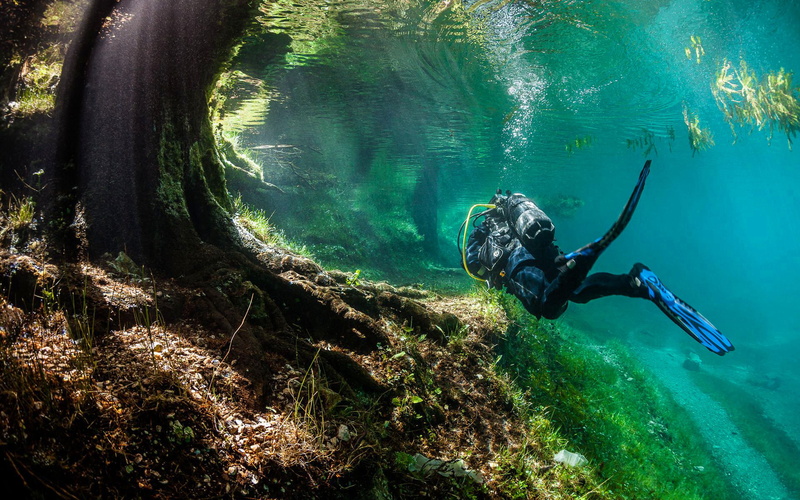1080P, underwater, nature, hd, grass, diver, tree