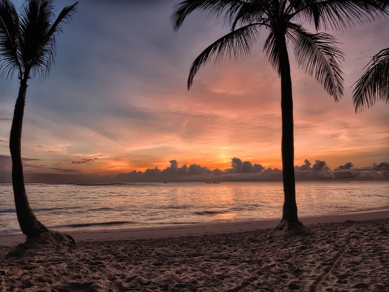 bavaro, plant, tropical tree, caribbean, palm, beauty in nature, punta cana, tranquil scene, dominican republic, tropical, tropical climate, nature, sunset