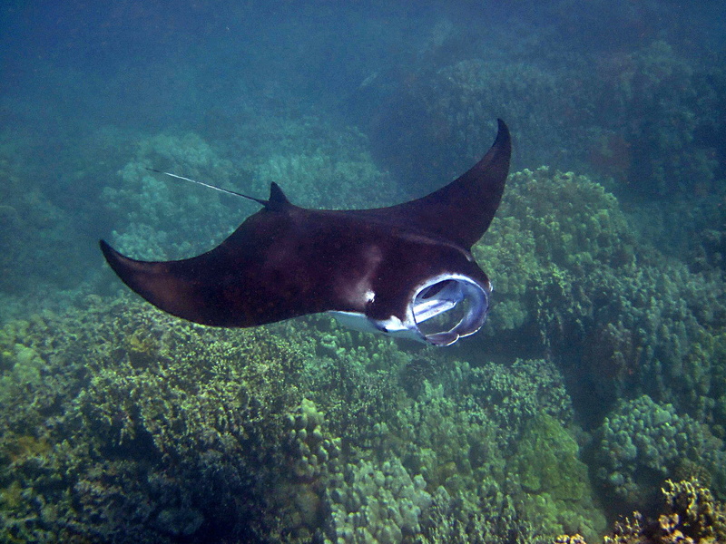 hawaii, swimming, reef, tropical, ecosystem, tropical Climate, blue, nature, coral, scuba Diving, animal themes, deep, wildlife, sea, animal, undersea