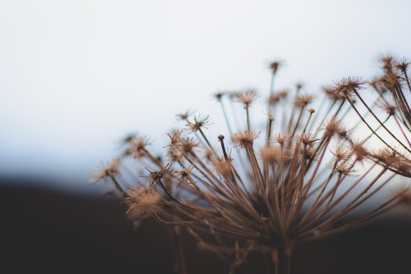 plant, autumn, day, dry, flowering plant, beauty in nature, dandelion seed, outdoors, close-up, wilted plant, dried, copy space, flower, no people, tranquility