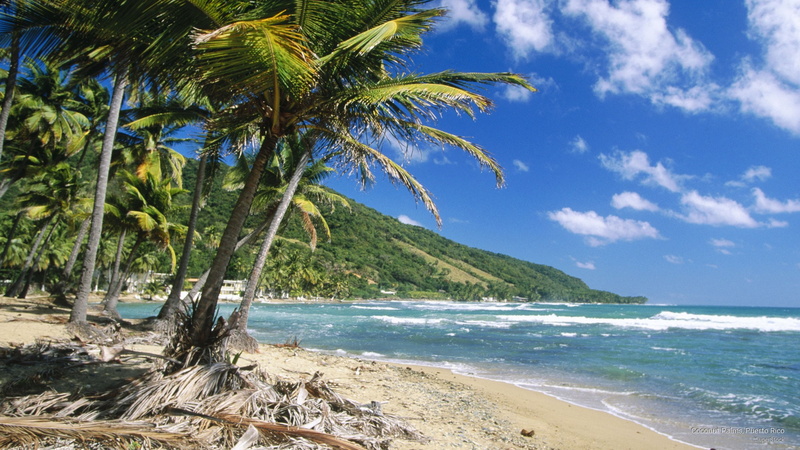 2K, palms, coconut, puerto, Beaches, rico
