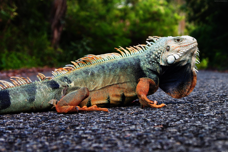 green, lizard, animal wildlife, day, outdoors, focus on foreground, reptiles, animal themes, sunlight, tourism, close-up, animal, 4K, Puerto Rico, land