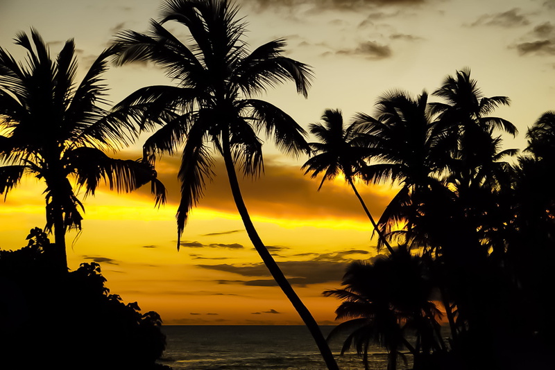idyllic, sky, silhouette, palm leaf, palm tree, sunset, water, nature, outdoors, tranquility, puerto rico, scenics - nature, tropical tree, plant, tropical climate