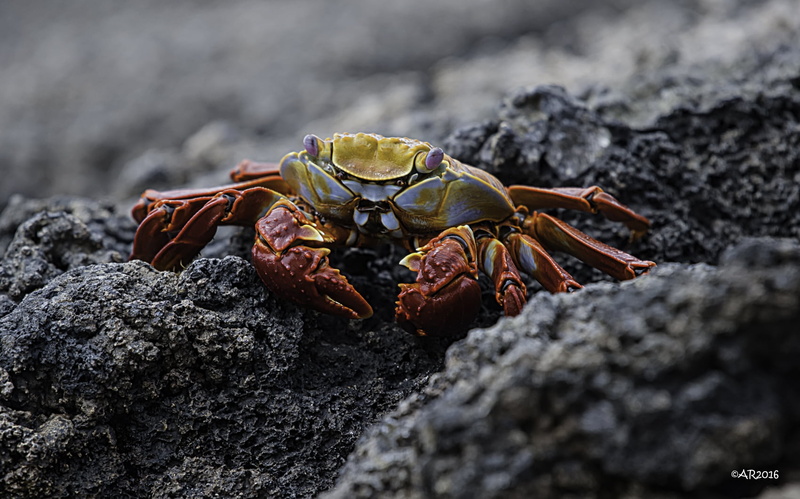 National Geographic, Grapsus grapsus, Sally Lightfoot Crab, 720P, tour, Galápagos, close, marine life, wildlife, Lindblad, Genovesa, claw, island, beach
