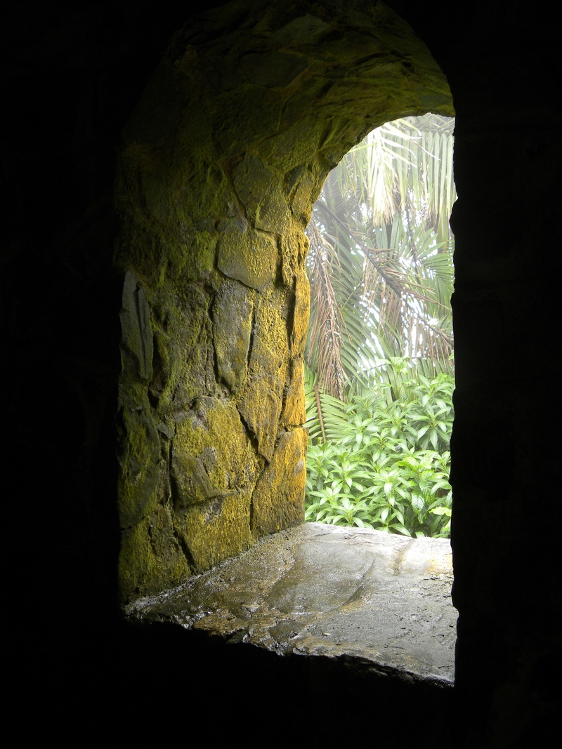 wall - building feature, leafed, cave, close-up, puerto rico, plant, black background, green, built structure, moss, nature, stone wall, dark, age, indoors