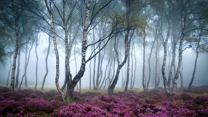 flower, woodland, mist, tranquil scene, nature, plant, leafed, growth, outdoors, landscape, birch, photography, sky, non-urban scene, environment, green
