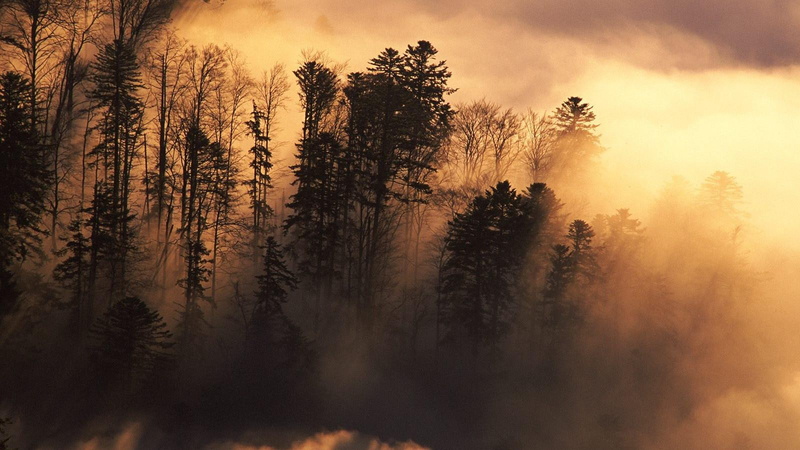 1600x900, tree, woodland, silhouette, 720P
