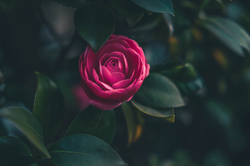 freshness, single, growth, close-up, rose - flower, plant, flower head, outdoors, beauty in nature, rose, no people, 5K, dark, vulnerability, focus on foreground