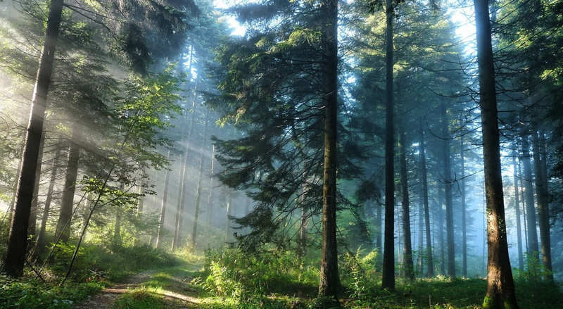 1080P, trunk, streaming, tranquility, green, tree, sunlight, Nature, land, fog, woodland, scenics - nature, tranquil scene, plant, day, outdoors, bamboo - plant