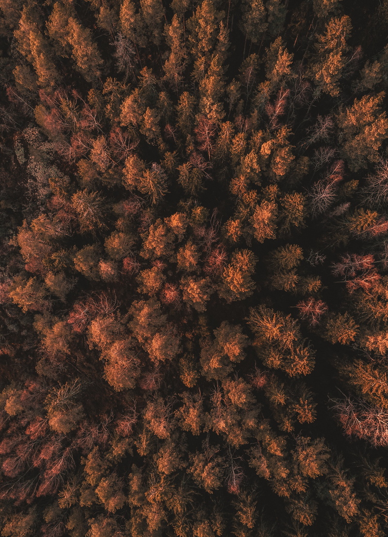 thick, aerial view, autumn, tops, forest, trees, 2K, sweden