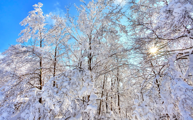 Forest, Snow, Trees, Winter, 2K, Sky, Blue, Thick