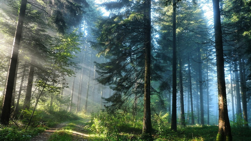 growth, forest, quality, no people, thick, tree, hd, woodland, sunlight, coniferous tree, 1080P, non-urban scene, bamboo - plant, tree trunk