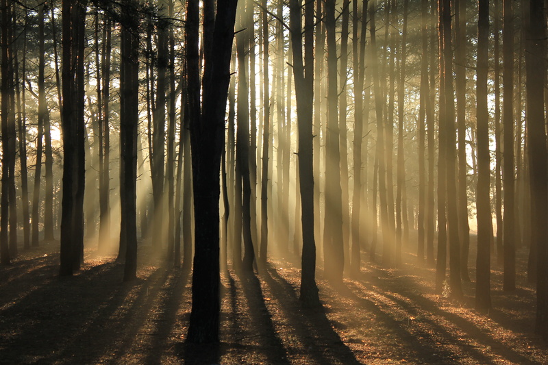 hazy, sunlight, forest, tranquil scene, idyllic, non-urban scene, trees, beauty in nature, tree, land, trunk, silhouette, fog, 5K, atmospheric, nature