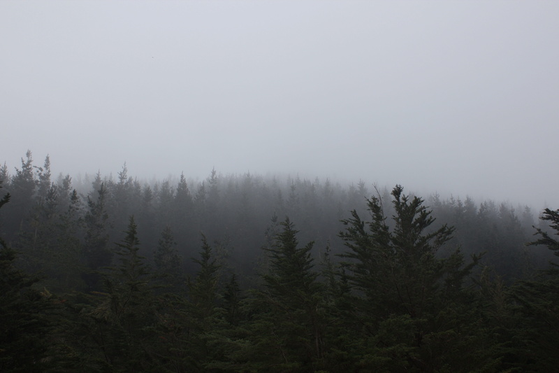 environment, woods, non-urban scene, woodland, wild, growth, pine woodland, day, nature, tranquility, cold, tranquil scene, wood, sky, outdoors, land, beauty in nature