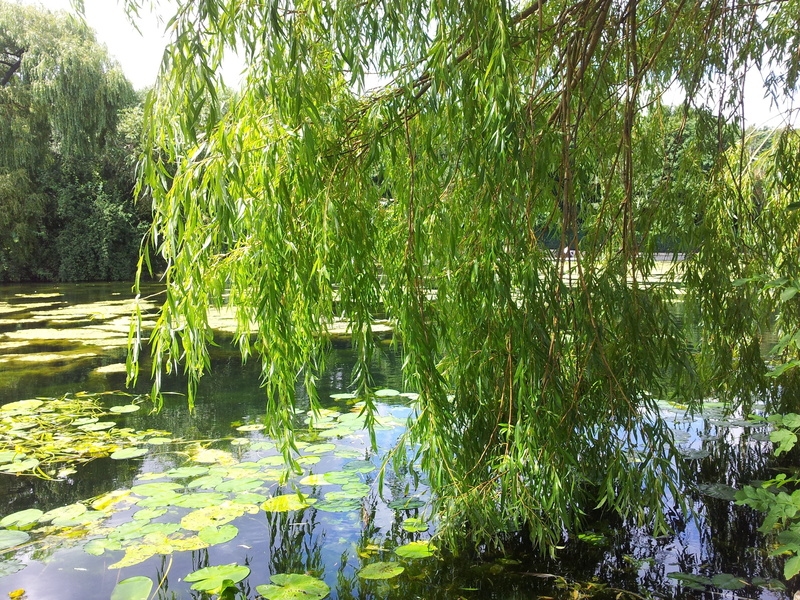 nature, trees, bright, wild, landscapes, forest, willow, plant, thick, aquatic, gardens, water, leafy, land, plant part, growing, reflection, lakes, greens