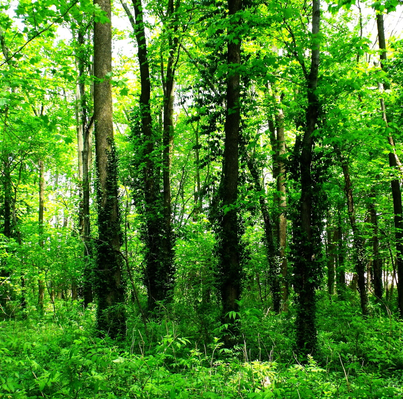 plant, thick, trunk, Tall, tree, wild, day, growth, wooden, weeds, leaves, scenics - nature, woodland, leafy, growing, foliage, no people, dense, scenic