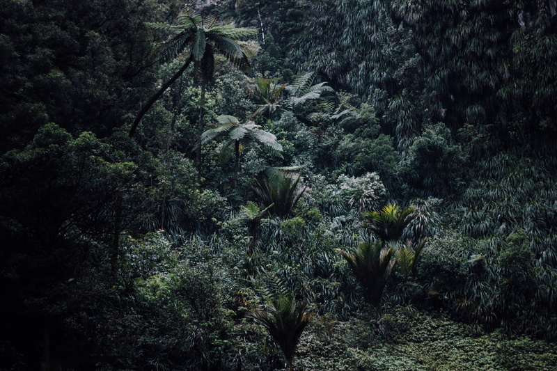 landscape, nature, s, mountain, coniferous tree, tree, green color, plant, photography, remote, bird, tranquility, beauty in nature, thick, rainforest