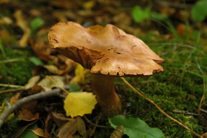 autumn, boletales, focus on foreground, paxillaceae, edible mushroom, land, no people, toadstool, nature, 5K, plant part, plant, field, vegetable, fragility