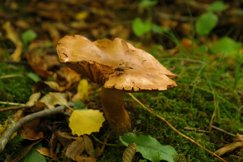 field, no people, focus on foreground, autumn, Forest, paxillaceae, poisonous, paxillus rubicundulus, vegetable, plant part, land, Mushroom, close-up, thick rac like