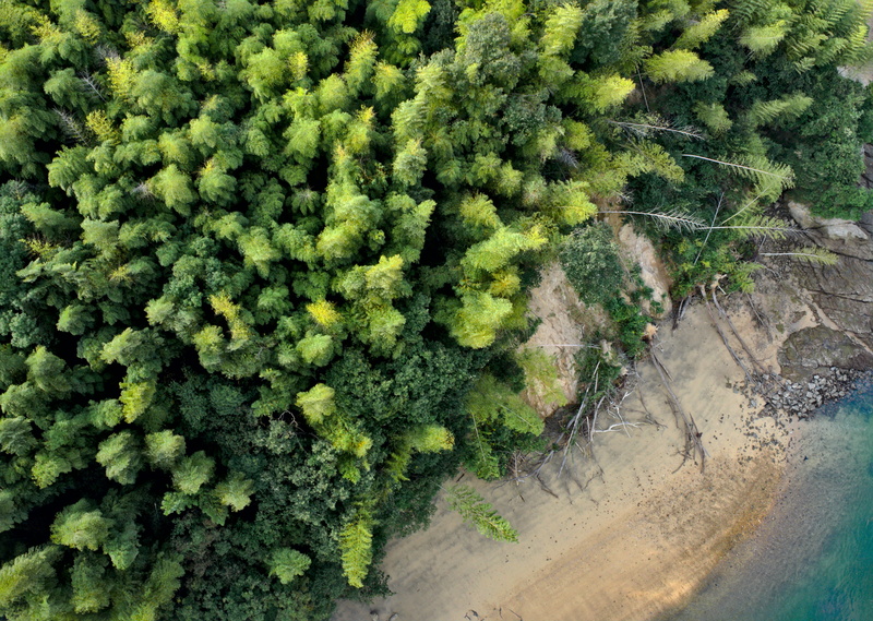 day, wall - building feature, lush, daytime, water, nature, dense, leaf, field, growth, 4K, beauty in nature, sand, green, beach, coast, land, plant, aerial