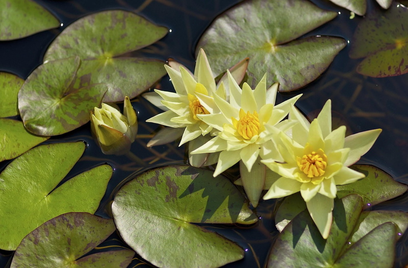 flowering plant, close-up, inflorescence, leaf, fragility, flowers, no people, flower Head, flower, summer, water Lily, freshness, beauty In Nature, backgrounds