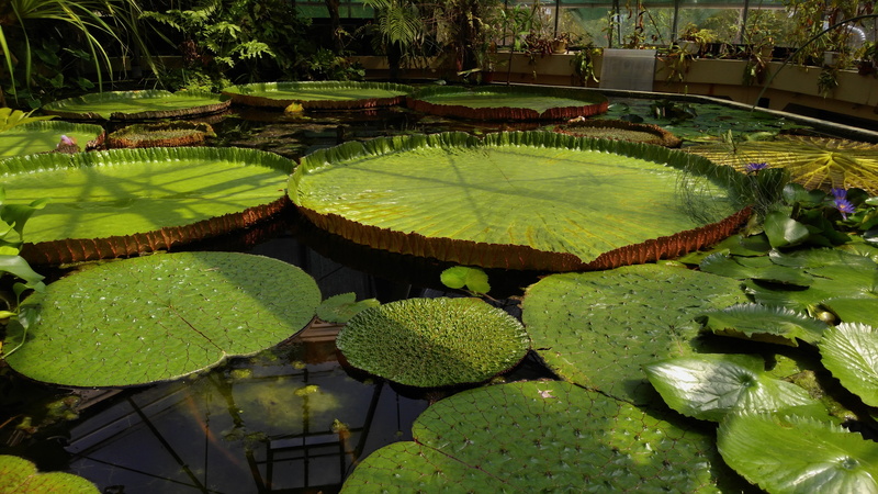 motif, fleur, plate, lotus, victoria, fairy, blooming, bowls, leaf, water, brazil, tranquility, romanticism, pads, green color, structure, float, waterlily