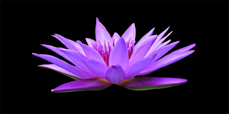 4K, nymphaea, aquatic plant, springtime, garden pond, background, water, flora, pollen, inflorescence, black background, garden, fragility, blossom, pond