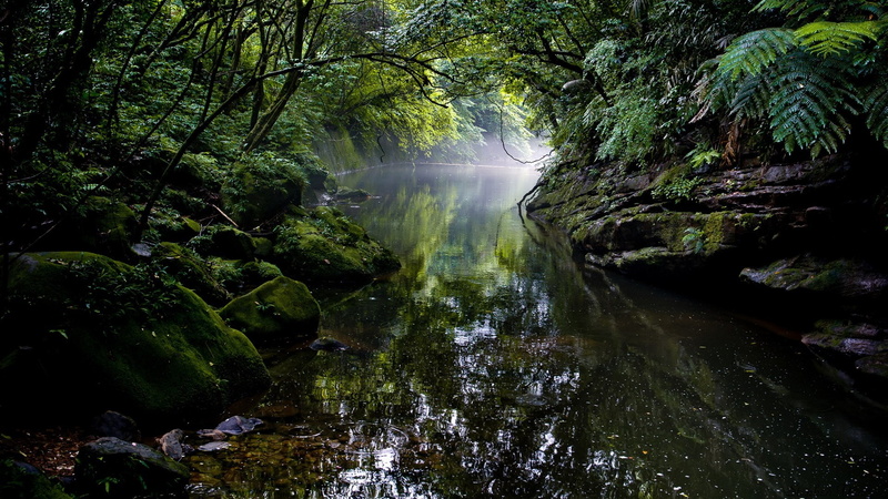 waterfall, power in nature, land, growth, rock - object, scenics - nature, forest, foliage, tranquil scene, rainforest, water, outdoors, plant, rock, tree