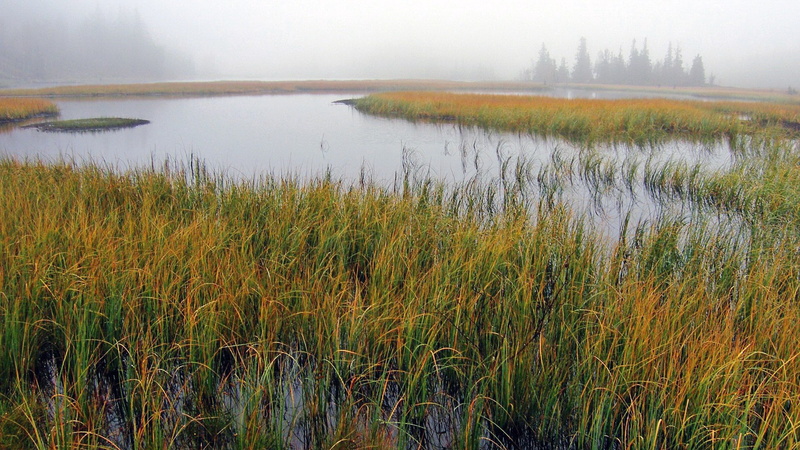 day, tranquil scene, growth, fog, non-urban scene, lake, environment, download nature background images 1920x1080, grass, 1080P, beauty in nature, scenics - nature