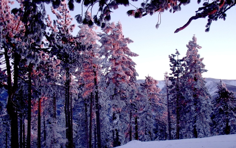 growth, tranquil scene, environment, widescreen high resolution nature hd images 1920x1200, no people, land, sky, non-urban scene, plant, coniferous tree