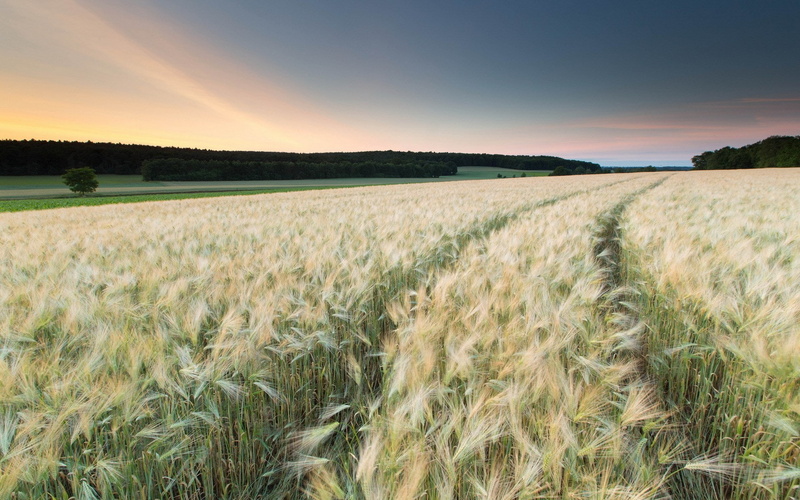 no people, field, nature, 1080P, landscape, environment, plant, sunset, agriculture, outdoors, beauty in nature, land, widescreen high resolution nature hd images 1920x1200