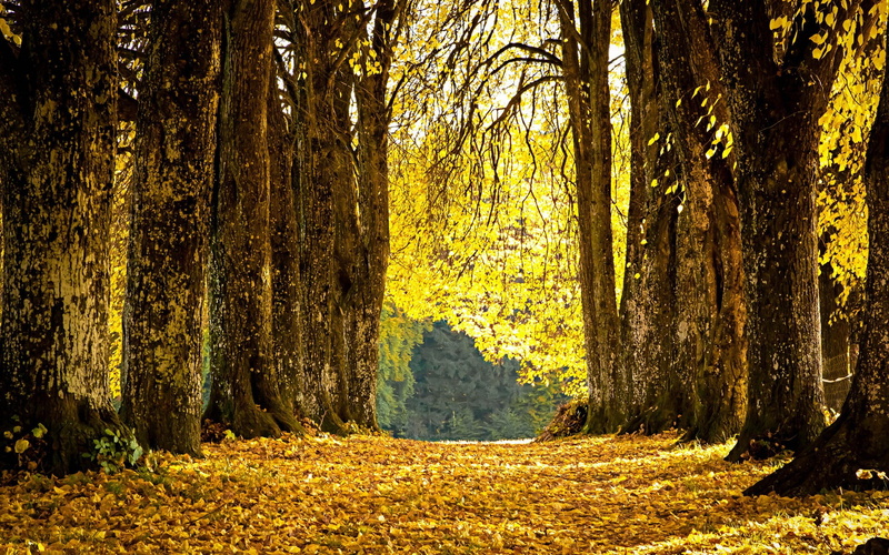 forest, tree, land, tranquil scene, leaf, woodland, non-urban scene, growth, autumn, trail, plant, 1080P, outdoors, day, no people, beauty in nature, idyllic
