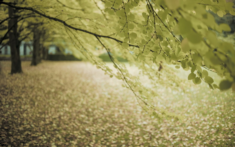 environment, field, sunlight, plant part, outdoors, tree, nature, selective focus, beauty in nature, tranquility, day, branch, widescreen high resolution nature hd images 1920x1200