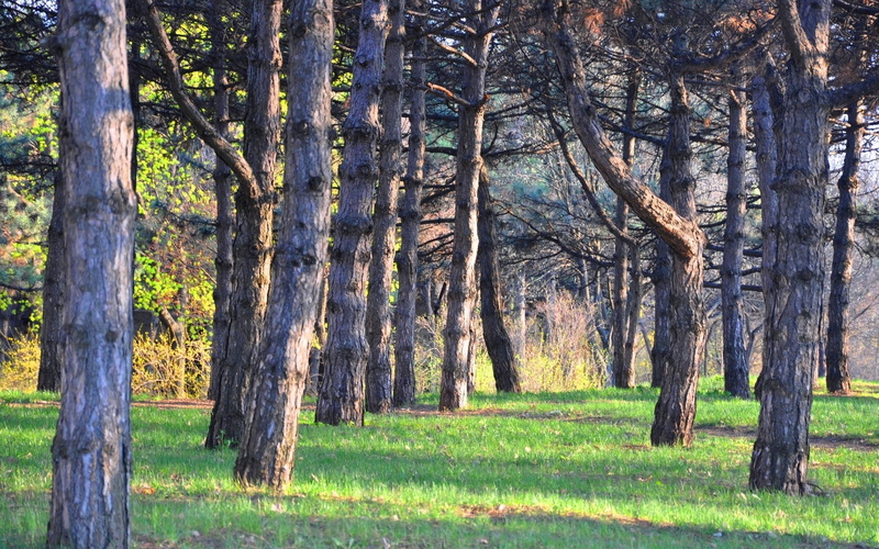 scenics - nature, tranquil scene, landscape, forest, beauty in nature, tranquility, grass, trunk, nature, tree trunk, field, plant, land, no people, growth