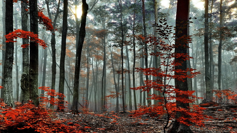 nature, tranquil scene, orange color, forest, land, outdoors, autumn collection, woodland, growth, of nature download 2048x1152, tranquility, tree trunk