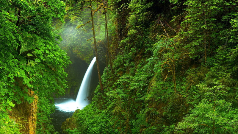 flowing water, tranquility, scenics - nature, tree, woodland, non-urban scene, long exposure, green color, foliage, tranquil scene, lush foliage, plant