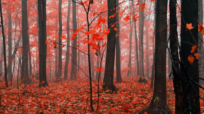 leaf, fall, pine woodland, plant part, autumn collection, change, beauty in nature, non-urban scene, no people, tranquility, tree, land, woodland, trunk