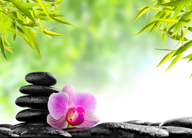 Orchid, 5K, Religious, Zen, Stone