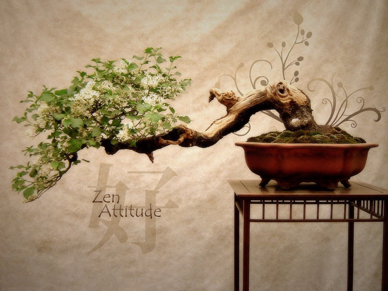 zen, plants, 720P