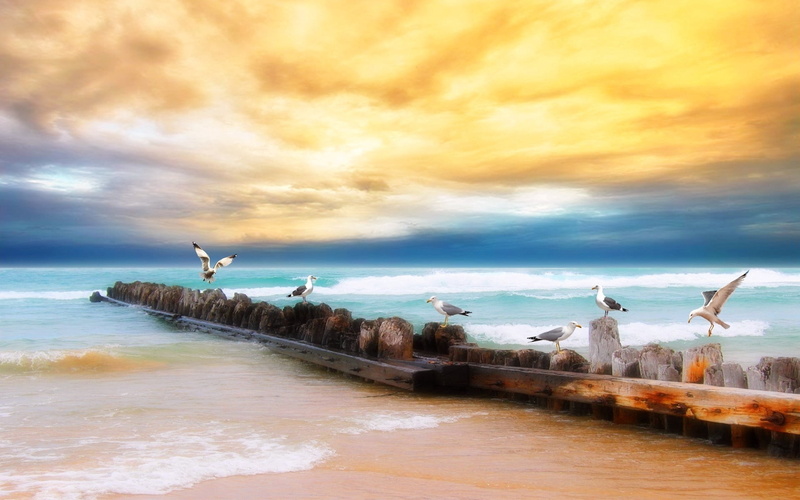 seagull, no People, scenics, sea, scenics - nature, outdoors, yellow, sky, tranquil Scene, bird, waterbreak, group of animals, animal, flying, sunset, nature