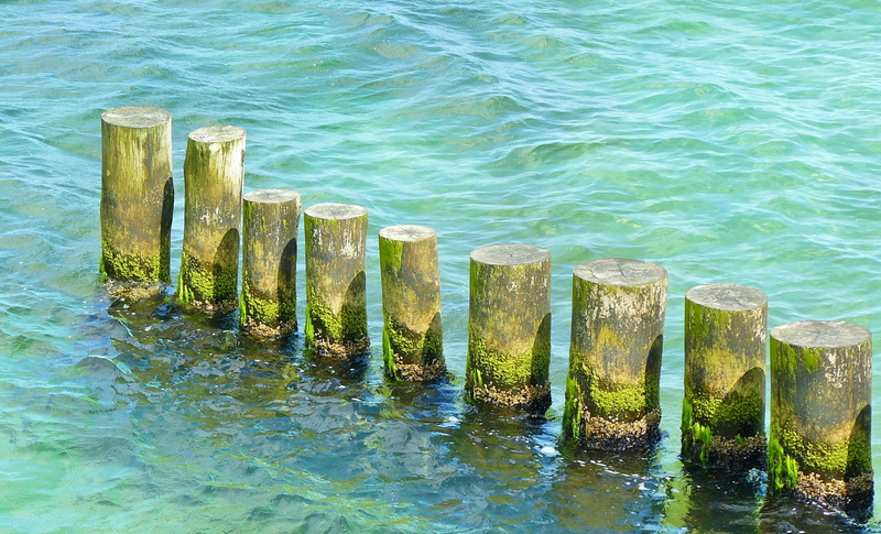 2K, tranquility, green, beauty in nature, wooden, seaweed, jetty, series, wood - material, outdoors, maritime, wooden post, no People, pier, coastline