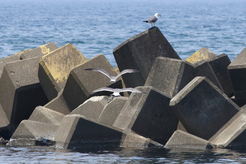 no people, natural, seabird, seagull, water, rock - object, nature, animal wildlife, animal themes, flight, perching, bird, animal, 4K, waterbreak, beach