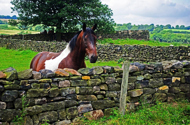 animals, trees, horse, nature, 1080P, stonewalls, stonewall, grass