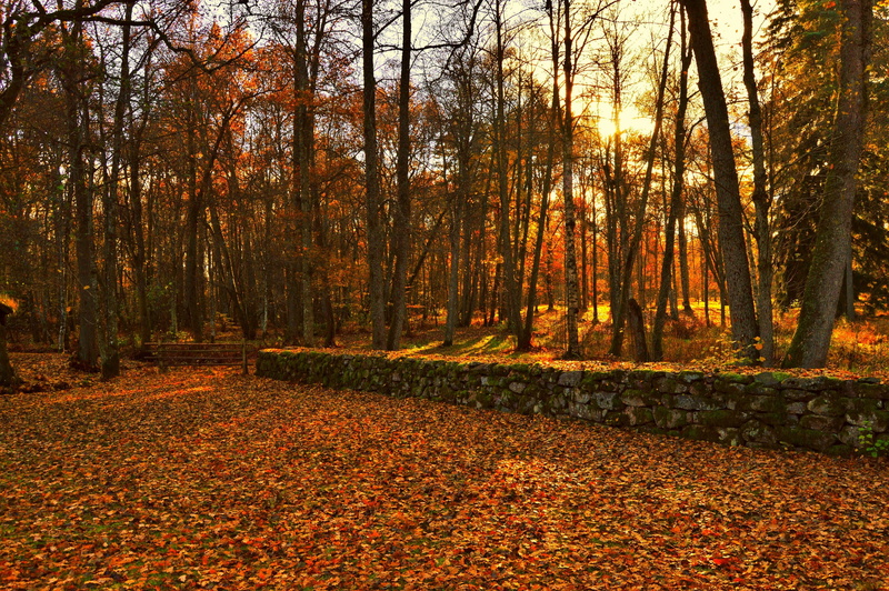 orange color, change, tree trunk, growth, autumn collection, forest, sunlight, non-urban scene, stone, stonewall, tranquility, gate, autumn, woodland, leaf